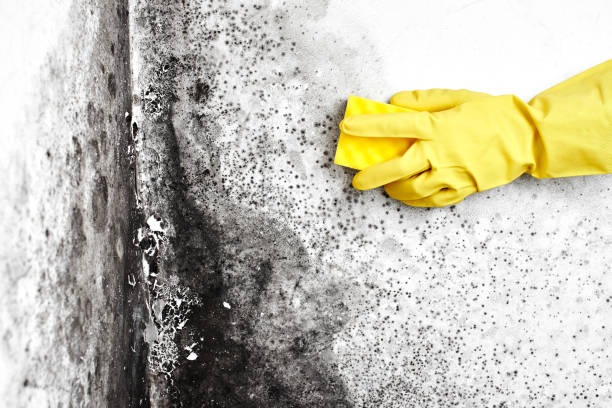 Best Mold Damage Repair  in Toledo, IL