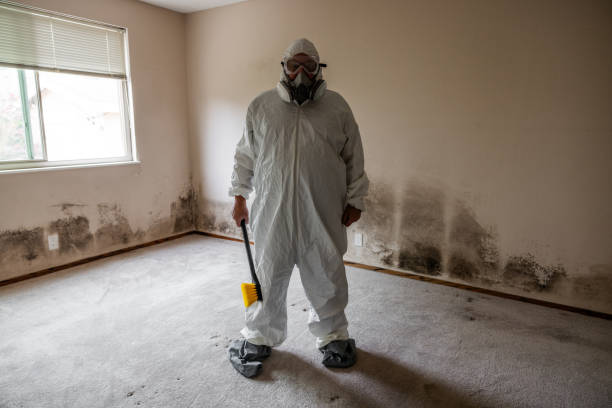Best Mold Removal and Inspection  in Toledo, IL